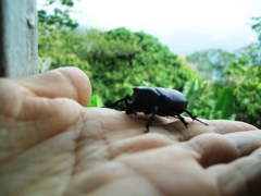 Scarabaeidae