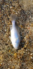 Stellifer lanceolatus