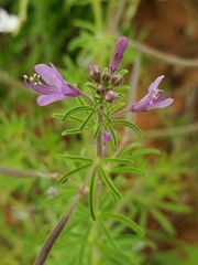 Cleome rubella