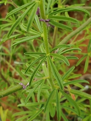 Cleome rubella
