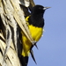 Scott's Oriole - Photo (c) Kevin Meza, some rights reserved (CC BY-NC), uploaded by Kevin Meza