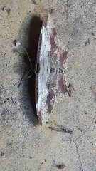 Lepidoptera