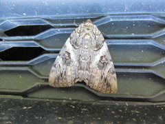 Catocala piatrix
