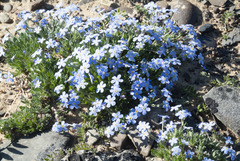 Eritrichium sericeum