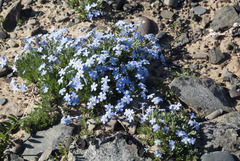 Eritrichium sericeum