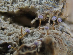 Sclerophora amabilis