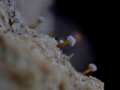 Sclerophora amabilis