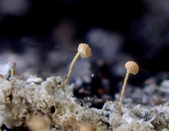 Sclerophora amabilis