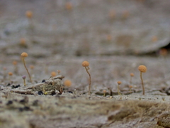 Sclerophora amabilis