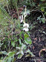 Huttonaea grandiflora