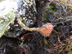Boltenia villosa