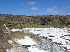 Sonchus grandifolius