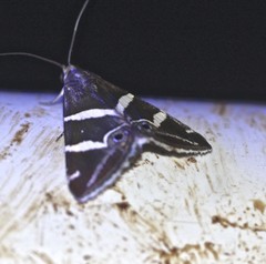 Grammodes pulcherrima