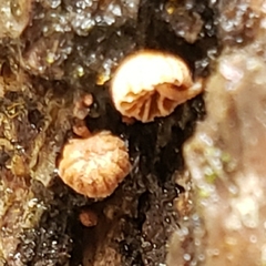 Phaeomarasmius rimulincola