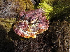 Hemilepidotus hemilepidotus