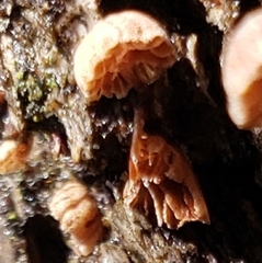 Phaeomarasmius rimulincola