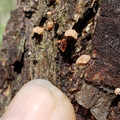 Phaeomarasmius rimulincola