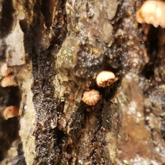 Phaeomarasmius rimulincola