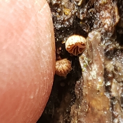 Phaeomarasmius rimulincola