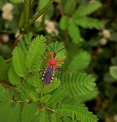 Cosmoclopius poecilus