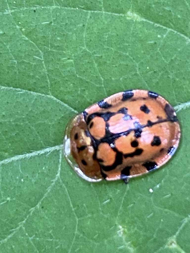 Eight-rimspot Tortoise Beetle