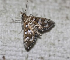 Sameodes iolealis