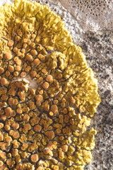 Variospora flavescens