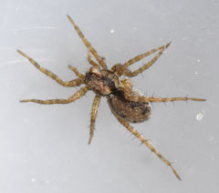 Pardosa milvina
