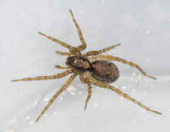 Pardosa milvina
