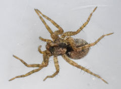 Pardosa milvina