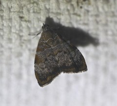 Choreutis melanopepla