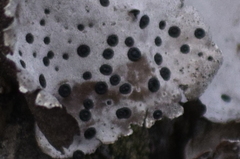 Umbilicaria crustulosa