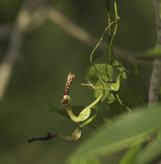 Aristolochia ovalifolia