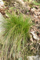 Festuca heterophylla