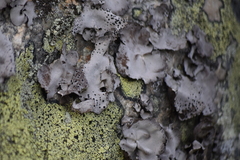 Umbilicaria crustulosa