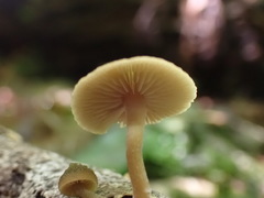 Simocybe phlebophora