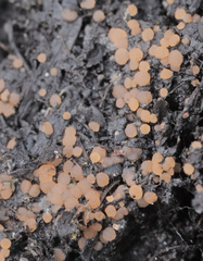 Iodophanus