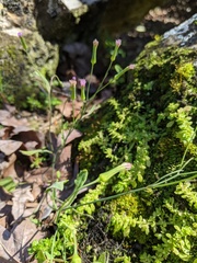 Emilia sonchifolia image