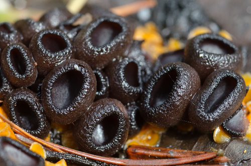 Pseudombrophila