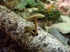 Simocybe phlebophora