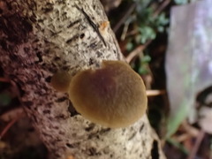 Simocybe phlebophora