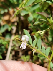 Indigofera vicioides
