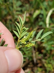 Indigofera vicioides