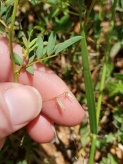 Indigofera vicioides