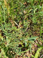 Indigofera vicioides