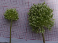 Image of Allium scaberrimum
