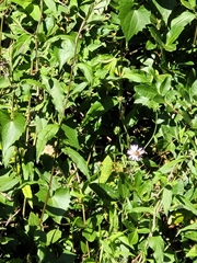 Ampelaster carolinianus