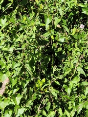 Ampelaster carolinianus