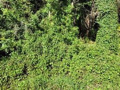 Ampelaster carolinianus