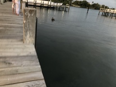 Pelecanus occidentalis